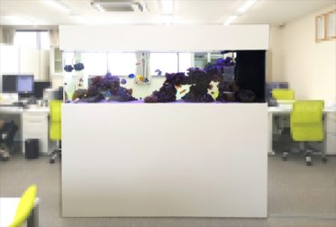 神奈川県 オフィス事務所 180cm海水・サンゴ水槽リース事例 その後