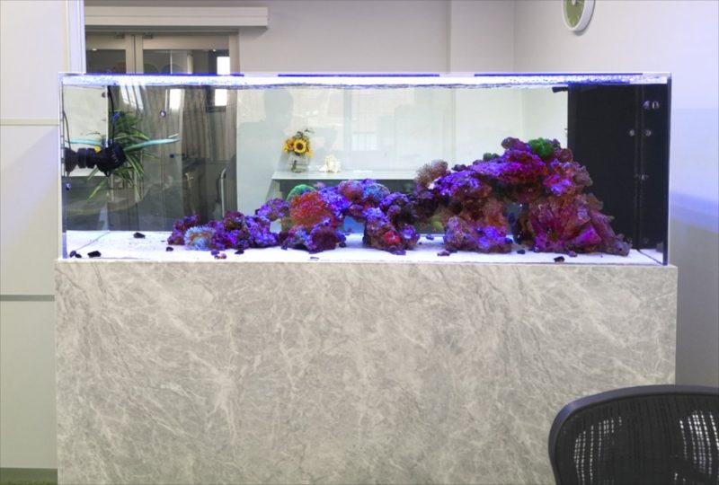 オフィス事務所　大型海水・サンゴ水槽　リース事例 水槽画像１