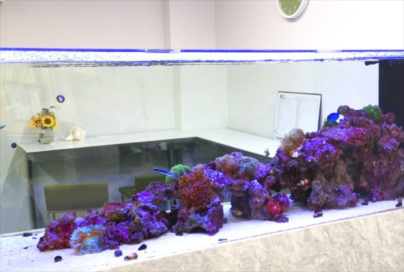 オフィス事務所　大型海水・サンゴ水槽　リース事例 水槽画像５