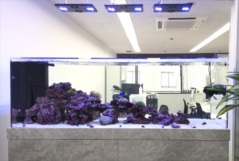 オフィス事務所　大型海水・サンゴ水槽　リース事例 水槽画像４