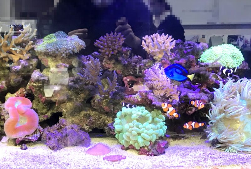 サンゴ水槽のレンタル リースサービス 東京アクアガーデン