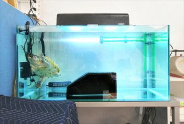 文京区　オフィス　亀水槽　メンテナンス事例