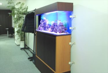 中央区　オフィス事務所　90cm海水魚水槽　レンタル事例