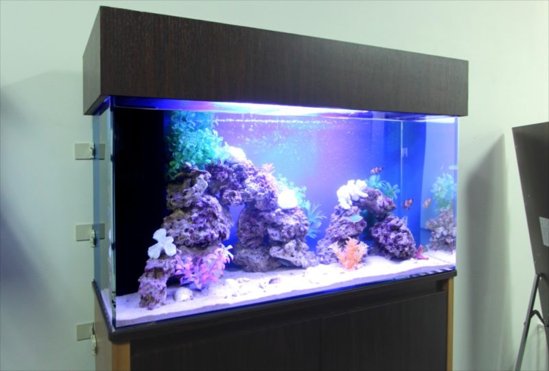 中央区　オフィス事務所　90cm海水魚水槽　レンタル事例 水槽画像２