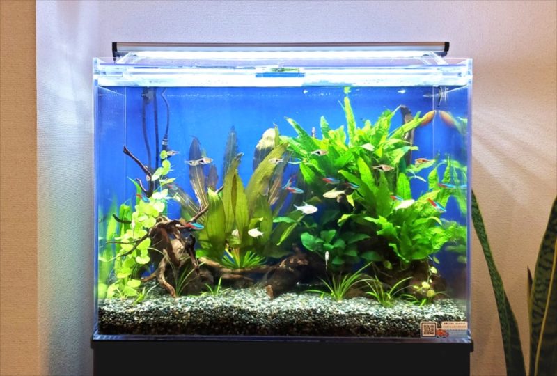 新宿区　オフィスのエントランス　60cm淡水魚水槽レンタル事例 水槽画像３
