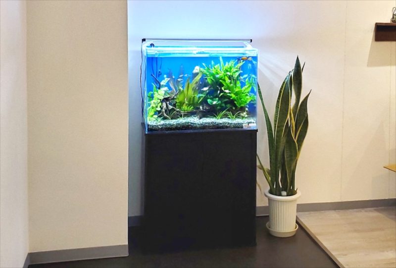 新宿区　オフィスのエントランス　60cm淡水魚水槽レンタル事例 水槽画像５