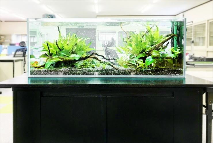 初心者向け 熱帯魚水槽を掃除する方法とは 手順やコツを公開 東京アクアガーデン
