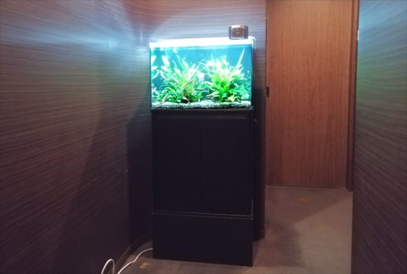 中央区　オフィス事務所　60cm淡水魚水槽 レンタル事例 水槽画像１