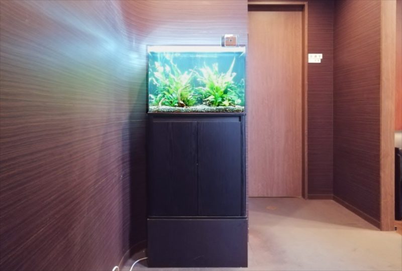 中央区　オフィス事務所　60cm淡水魚水槽 レンタル事例 水槽画像５
