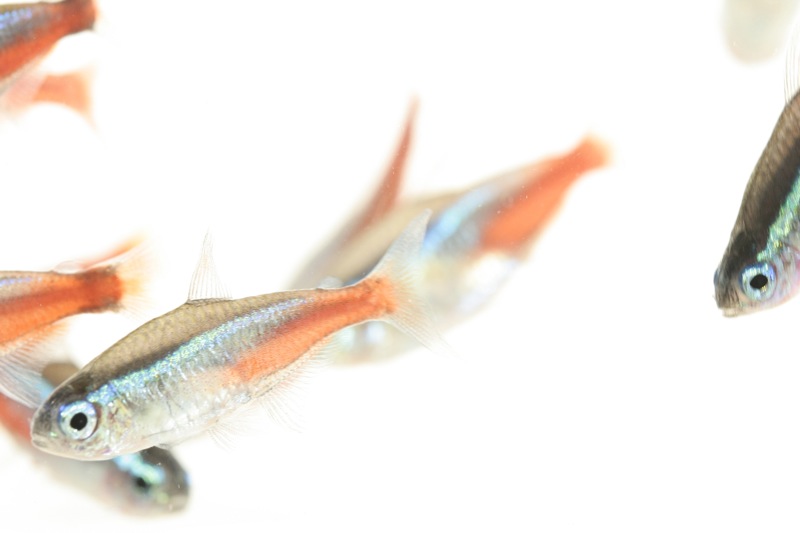 初心者向き 混泳できる熱帯魚種とできない魚種 特徴をご紹介 東京アクアガーデン