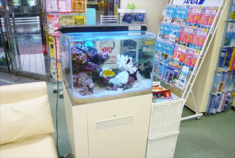 HIS様　店舗に60cm海水魚水槽を設置 水槽画像１