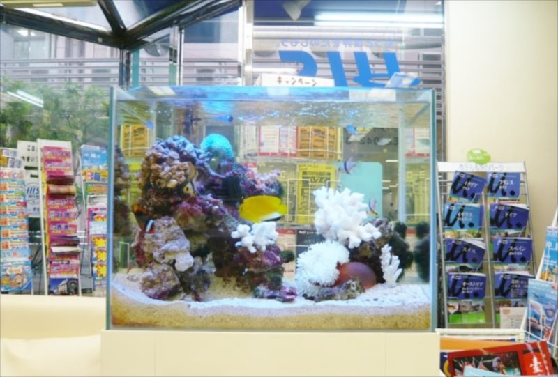 HIS様　店舗に60cm海水魚水槽を設置 水槽画像５