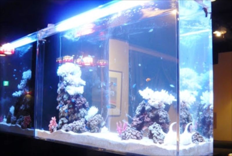 東京都新宿区 飲食店様  150cm海水魚水槽  レンタル事例 水槽画像３