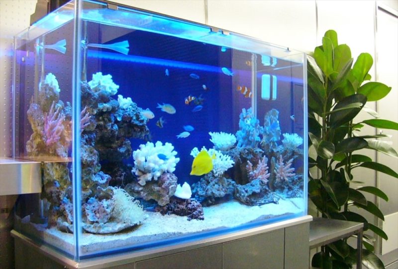 文京区企業様に90cm海水魚水槽を設置しました 水槽画像３
