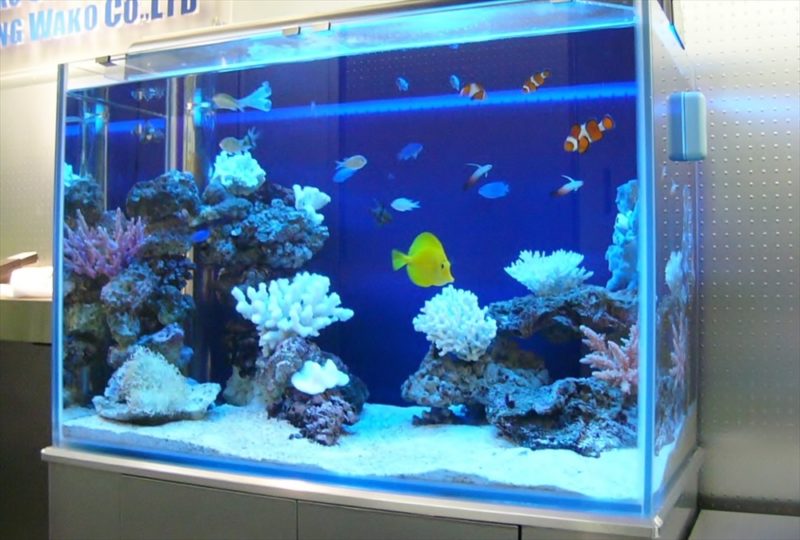 文京区企業様に90cm海水魚水槽を設置しました 水槽画像１