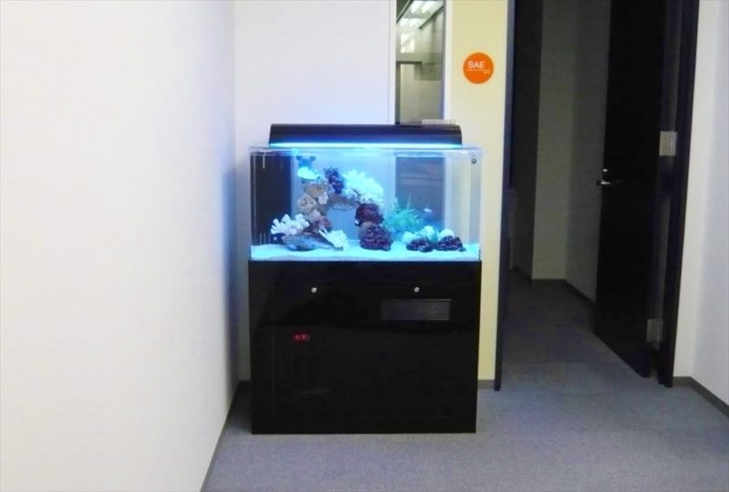 渋谷区オフィス様に90cm海水魚水槽を設置しました 水槽画像３