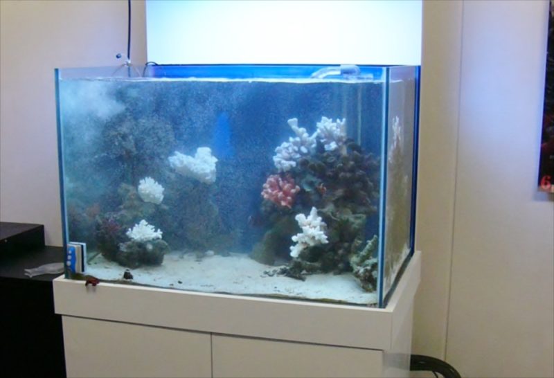 ネオ・インデックス様　120cm海水魚水槽をメンテナンス 水槽画像３