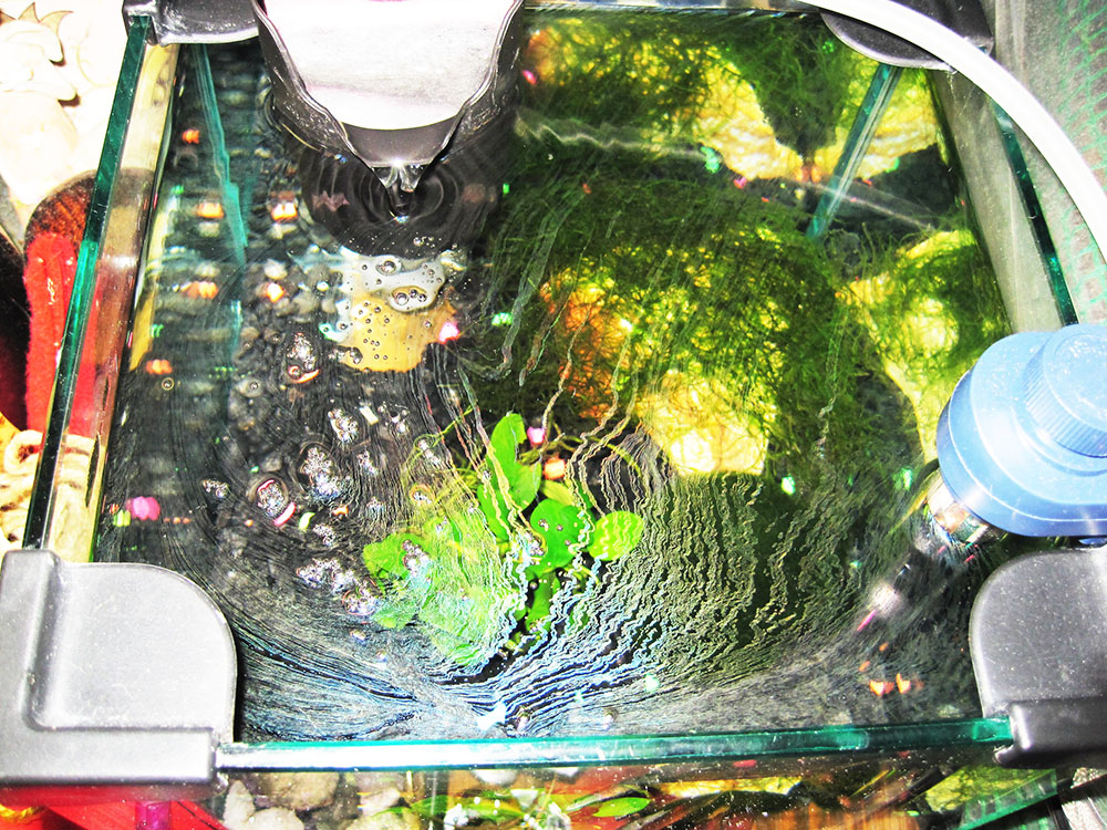 完全版 油膜が水槽の水面に発生 油膜の原因と対策方法とは 東京アクアガーデン
