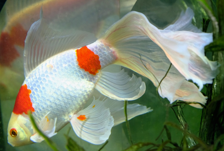 プロが解説 金魚や熱帯魚を早く簡単に大きく育てる方法とは 東京アクアガーデン