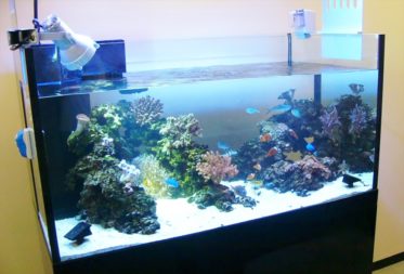 沖縄電力東京支社様に 150cm本格サンゴ水槽を設置しました