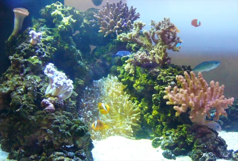 沖縄電力東京支社様に 150cm本格サンゴ水槽を設置しました 水槽画像３