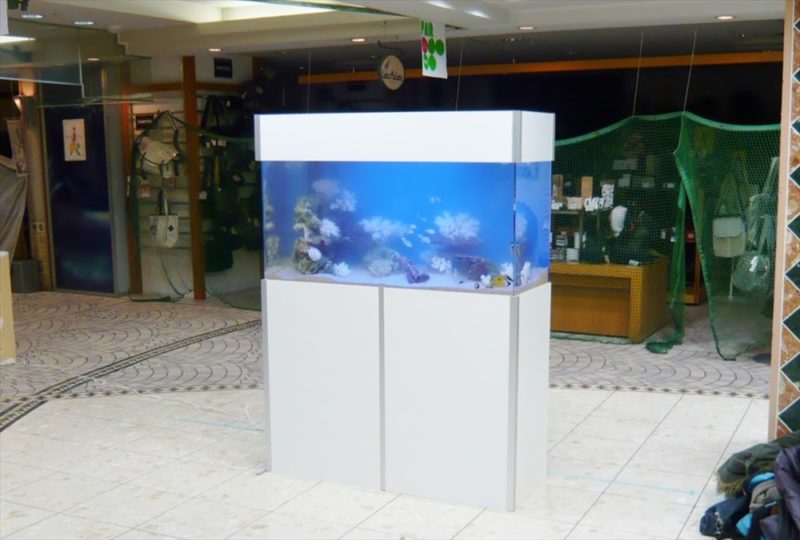 千葉県商業施設 様に120cm海水魚水槽を設置しました 水槽画像２