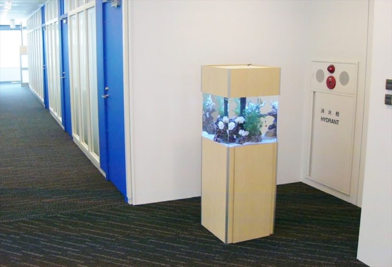 オリコン株式会社様に45cm海水魚水槽を設置しました 水槽画像３