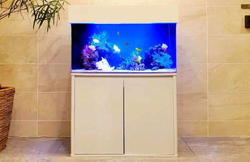 個人宅様 90cm海水魚水槽 レンタル事例 その後 水槽画像２