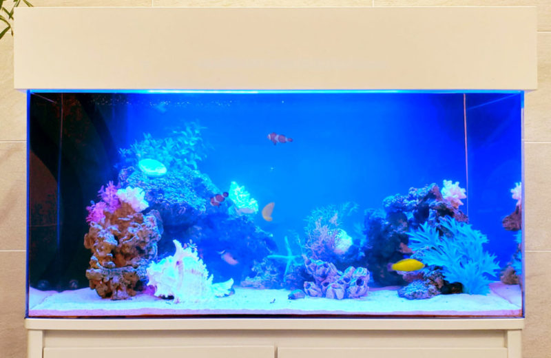 個人宅様 90cm海水魚水槽 レンタル事例 その後 水槽画像３