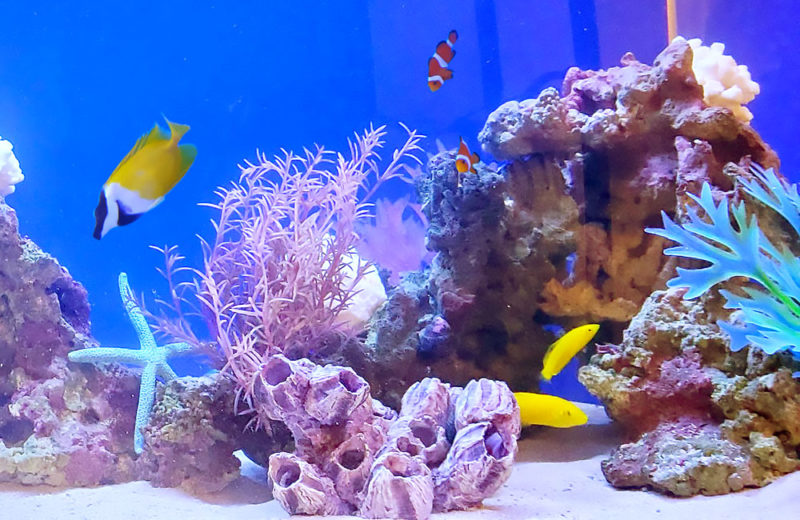 個人宅様 90cm海水魚水槽 レンタル事例 その後 水槽画像４