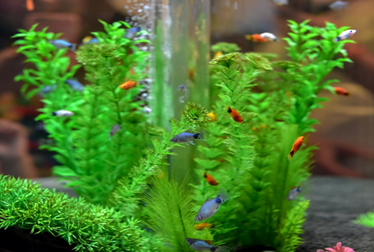 過密飼育に注意 熱帯魚を水槽に入れすぎていませんか 最適な匹数とは 東京アクアガーデン