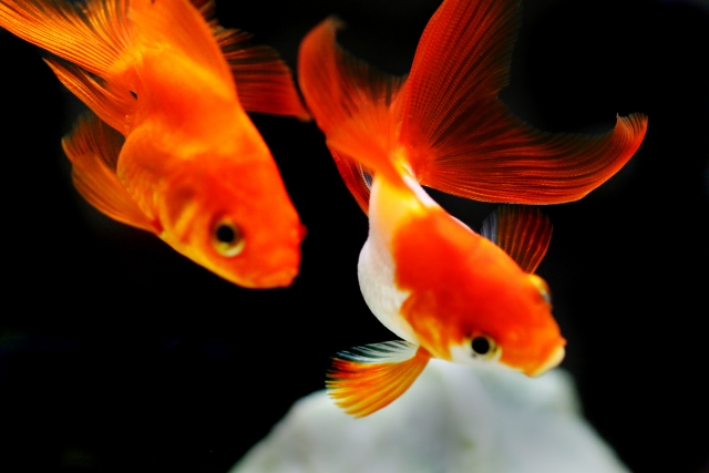 金魚が浮く 沈む 転覆病と便秘 消化不良の関係と対処法とは 東京アクアガーデン
