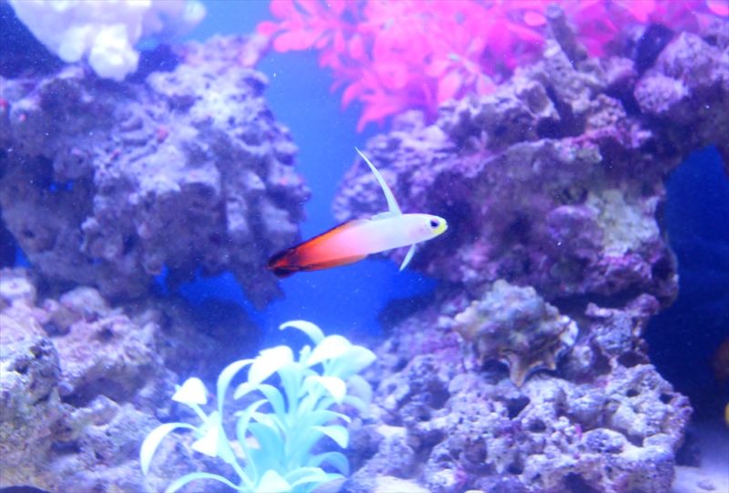 中央区　オフィス事務所　90cm海水魚水槽　レンタル事例 その後 水槽画像４