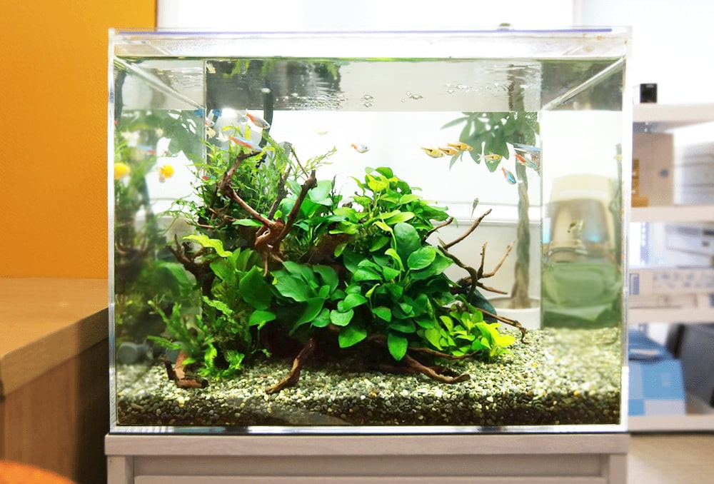45cm水槽特集｜最適な熱帯魚の数から機材をご紹介・水量も豊富です｜東京アクアガーデン