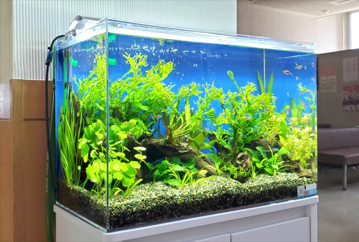 60cm水槽とは 飼える魚 水草 レイアウト おすすめサイズの理由 東京アクアガーデン