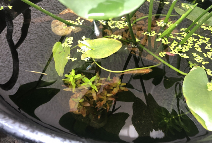 メダカと相性のよい水草はこれだ 室内 屋外飼育でおすすめの水草15選 東京アクアガーデン