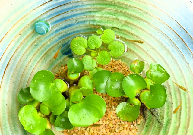 メダカと相性のよい水草はこれだ！室内・屋外飼育でおすすめの水草15選のサムネイル画像