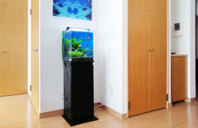 埼玉県　個人宅　30cm淡水魚水槽　お試し水槽レンタル事例 水槽画像４