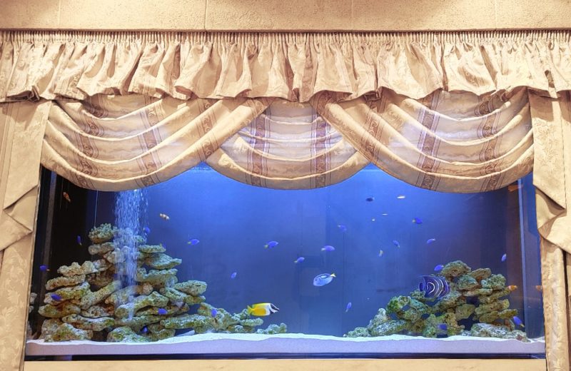 飲食店　200cm大型海水魚水槽　販売・メンテナンス事例　その後 水槽画像３