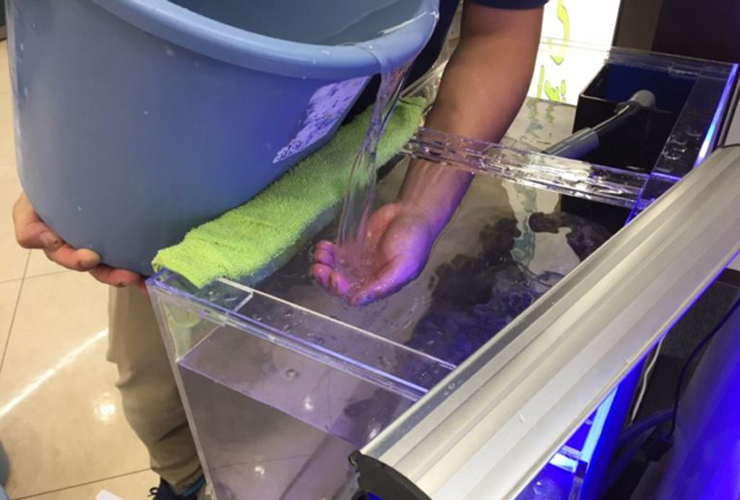 金魚の塩水浴とは 塩水浴の効果 濃度 期間 戻し方を徹底解説します 東京アクアガーデン