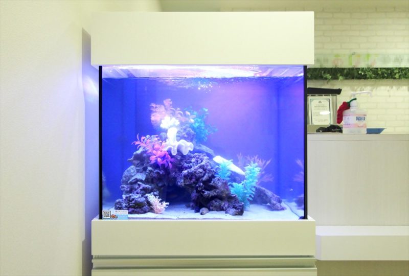 渋谷区　診療所の待合室　60cm海水魚水槽　レンタル設置事例 水槽画像３