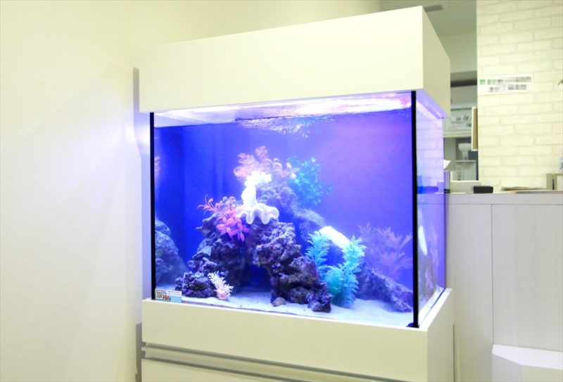 渋谷区　診療所の待合室　60cm海水魚水槽　レンタル設置事例 水槽画像５