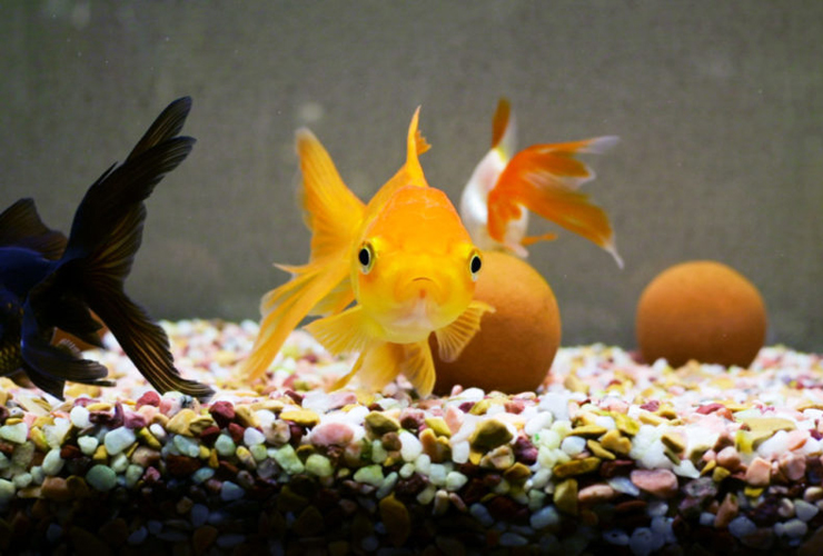 金魚の餌は何が良いのか 人工飼料 赤虫 水草などタイプ別に考える 東京アクアガーデン