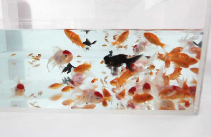 雑誌撮影用にレンタル 150cm 金魚水槽 短期レンタル事例 水槽画像４