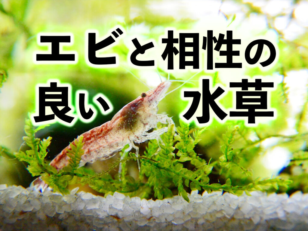 エビ用水草｜エビと相性の良い水草７選・エビ飼育にはこの水草で決まり｜東京アクアガーデン