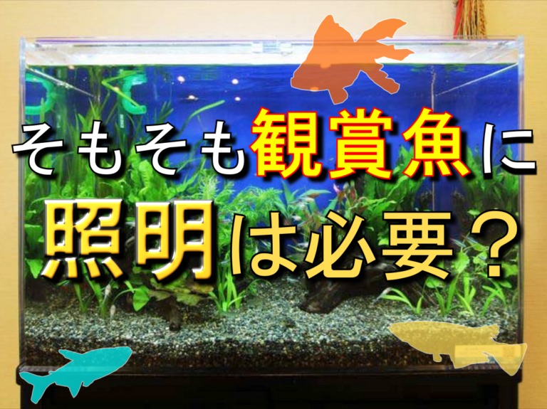 水槽に照明が必要な理由！熱帯魚、水草、金魚やメダカ水槽へのメリットのサムネイル画像