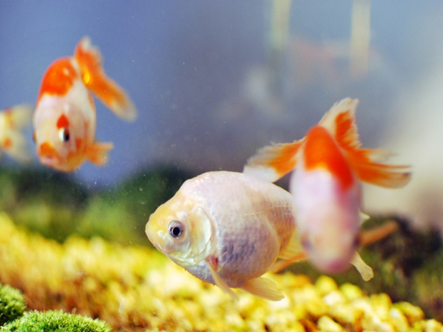 金魚が動かない 原因と対策とは 体調不良 病気など様々な要因を解説 東京アクアガーデン