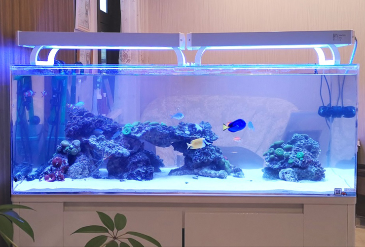 水槽に照明が必要な理由 熱帯魚 水草 金魚やメダカ水槽へのメリット 東京アクアガーデン