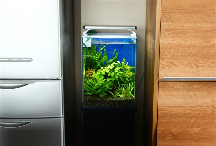 小型ledライトでも水草が育つ 小型水槽用のおすすめledベスト10 東京アクアガーデン