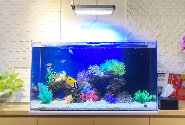 水槽に照明が必要な理由 熱帯魚 水草 金魚やメダカ水槽へのメリット 東京アクアガーデン